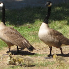 Canada Geese and Chicks