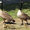 Canada Geese and Chicks