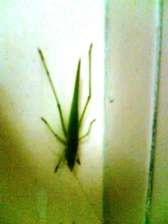 [grasshopper[36].jpg]