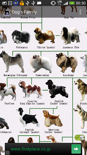 Dog Breeds