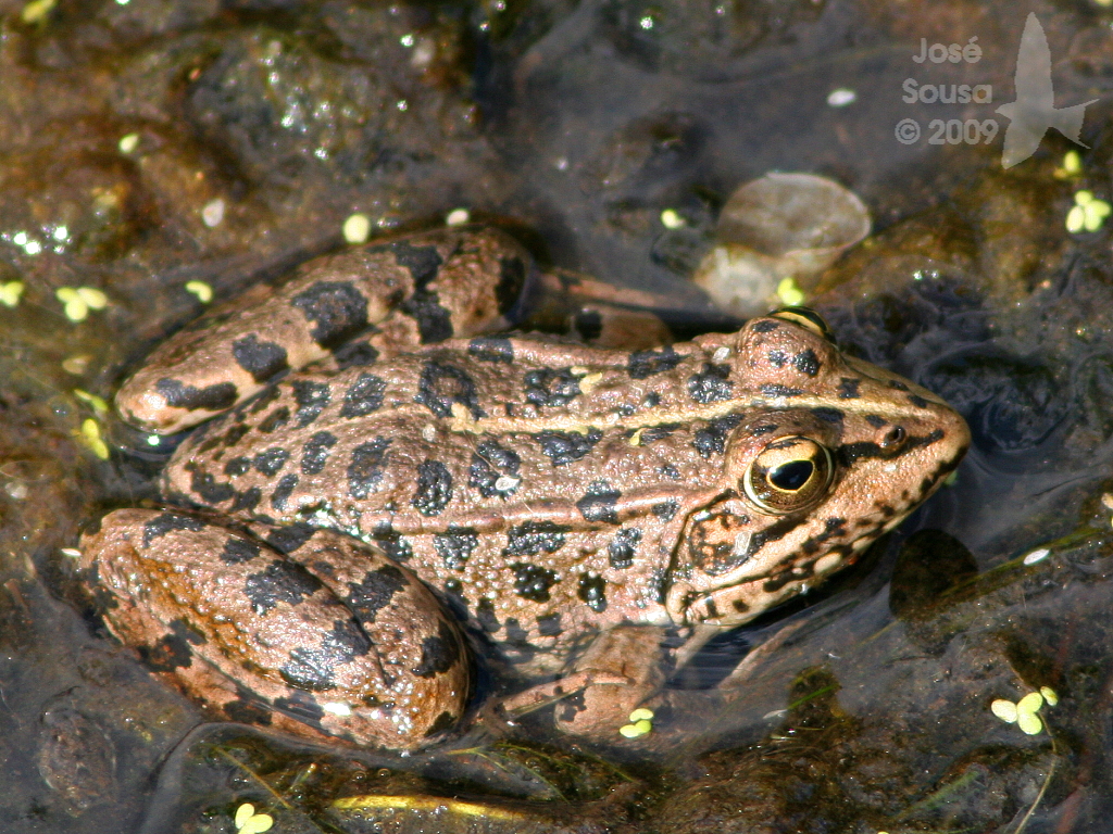 Iberian water frog (Perez's Frog)
