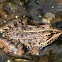 Iberian water frog (Perez's Frog)