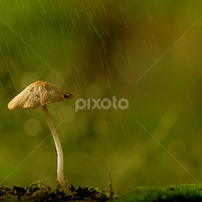 by Sirajuddin Halim - Nature Up Close Mushrooms & Fungi