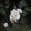 Crowned Clavaria