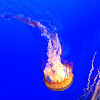 Needle jellyfish