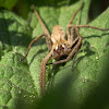 Pisaura Spider