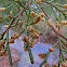 Eastern red cedar