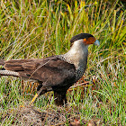 Crested Caracara