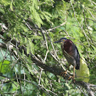 Green Heron