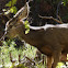 Mule Deer