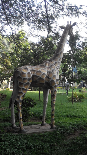 J3B : Giraffe at Pool Park