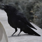 Common raven