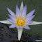 Blue star water lilly