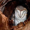 Australian Masked Owl