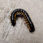 Yellow Spotted Millipede
