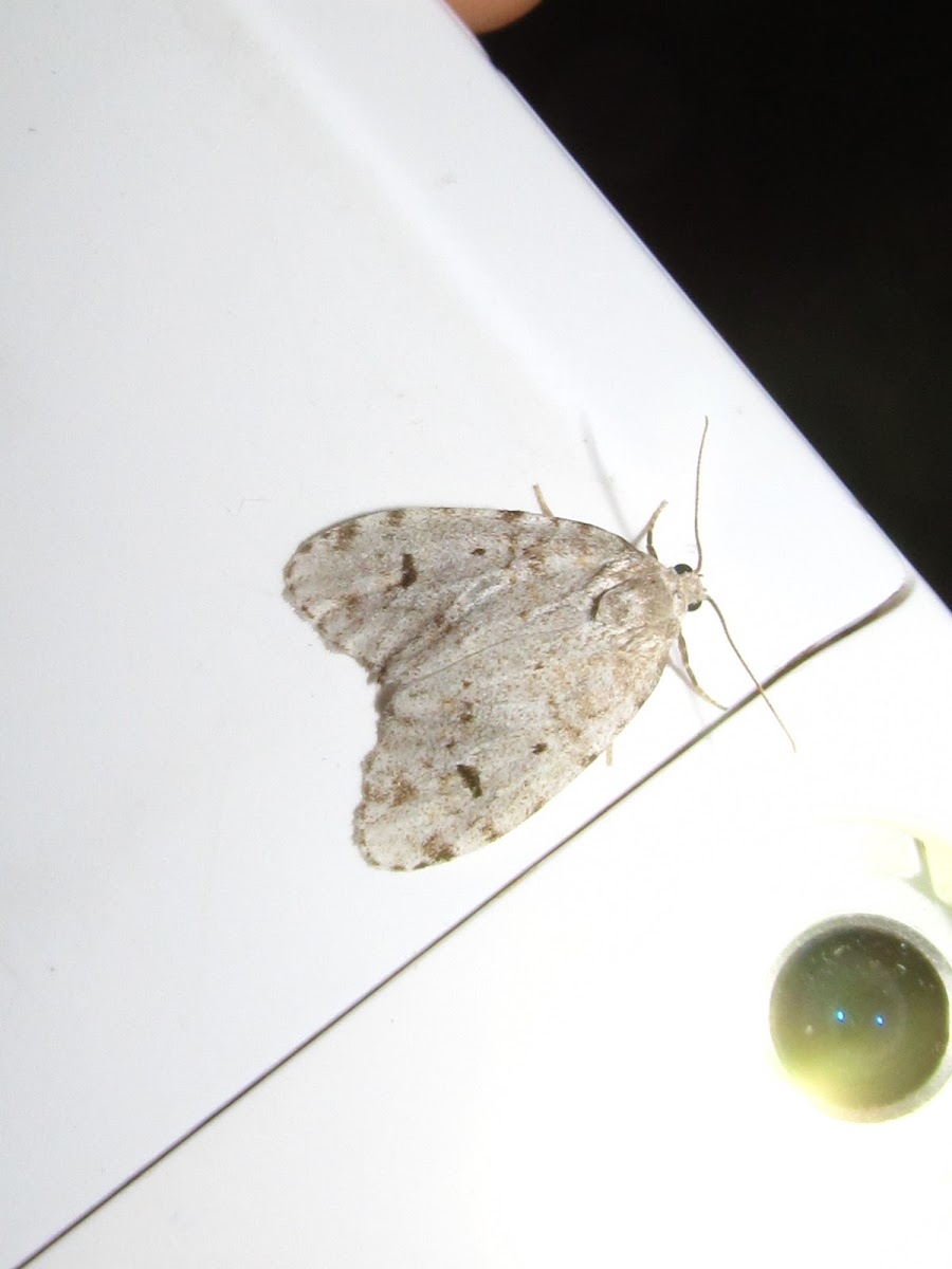Little White Lichen Moth