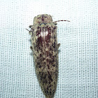 Click Beetle