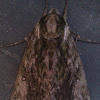Tobacco Hornworm Moth