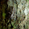 Camouflaged Jumping Spider