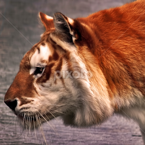 Side Profile. by Zoe Walker Designs - Animals Lions, Tigers & Big Cats