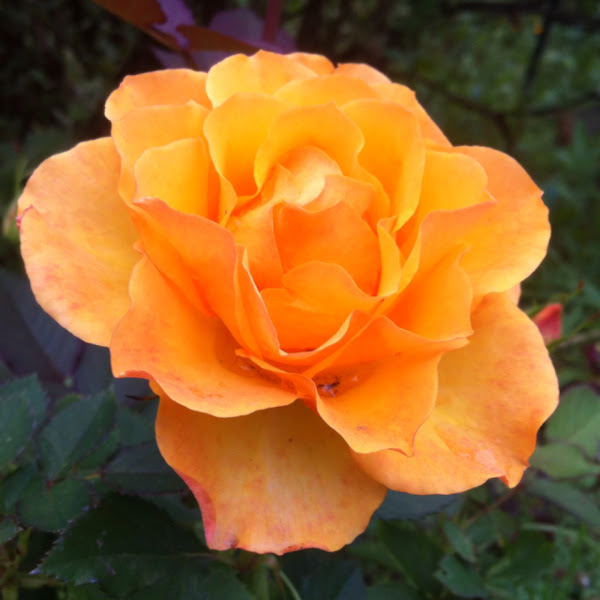 Rose | Project Noah