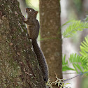 Esquilo (Southeastern Squirrel)