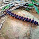 Red Borneo Millipede