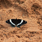 White admiral