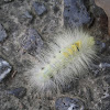 Tussock moth caterpillar