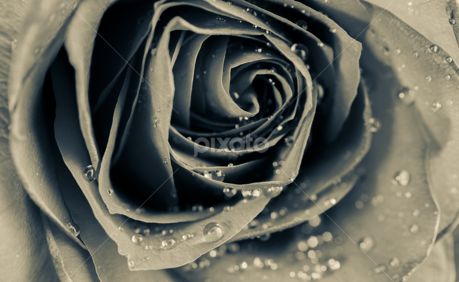 Tear Drop Rose Single Flower Flowers Pixoto