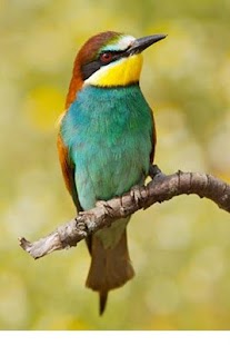 How to install Brazilian Birds 2.0 mod apk for laptop