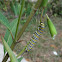 American Monarch Caterpillar