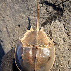 Horshoe Crab (Atlantic)