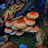 Albero by Giovanna Arcadu -  