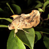 Looper type moth