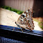 Hackberry Emperor Butterfly