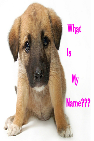 Cute Girl Dog Names App