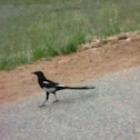 Black-billed Magpie