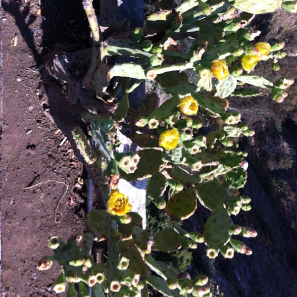 Prickly Pear Cactus Project Noah