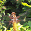 Broad Bodied Chaser Dragonfly