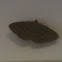 Common Brown Noctuid Moth