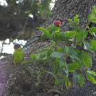 Plum headed parakeet