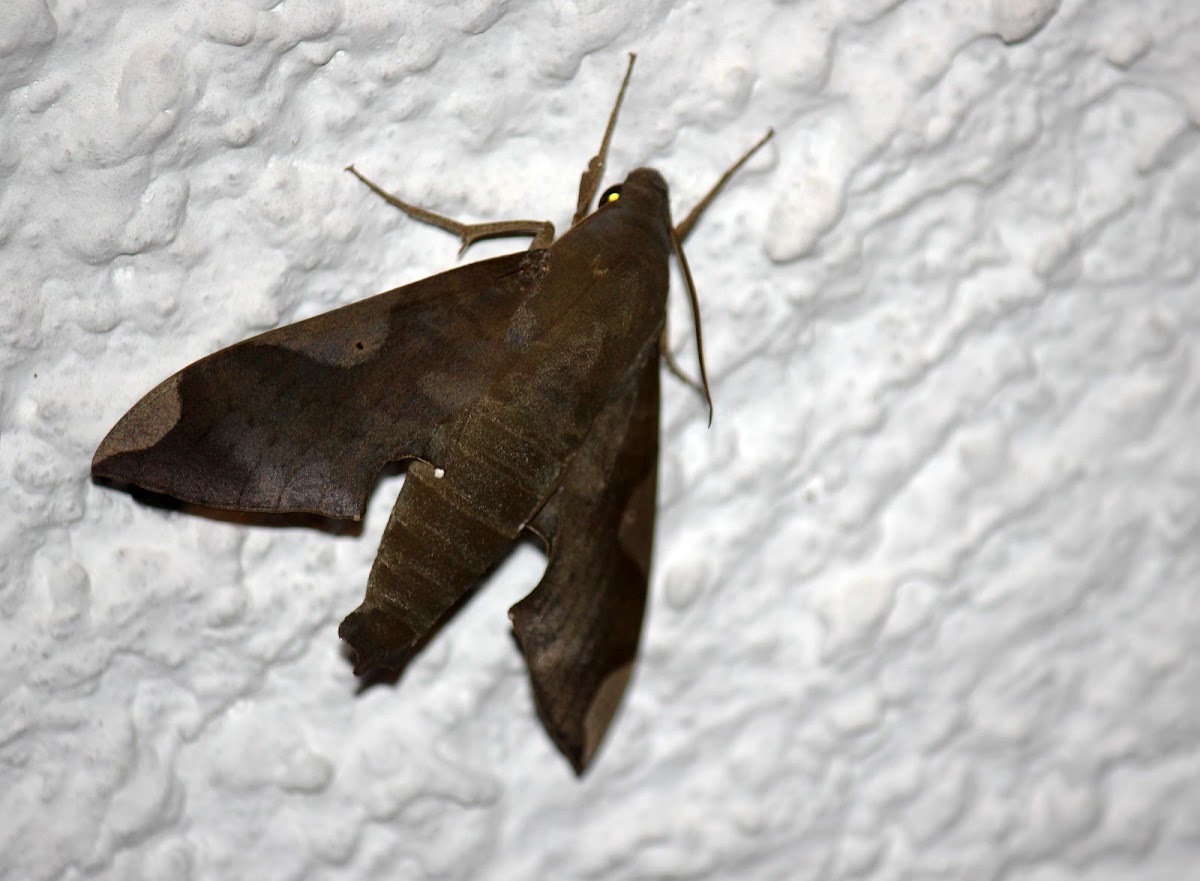 Syces Sphinx Moth