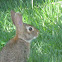 Eastern Cottontail