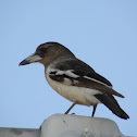 Pied Butcherbird (juvenile)