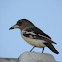 Pied Butcherbird (juvenile)