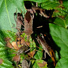 Leaf-footed bug (adult & nymphs)