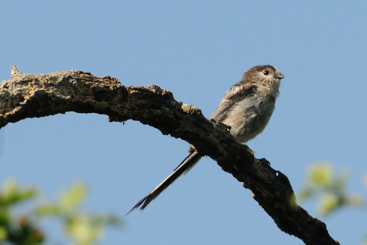 Long-tailed Tit, mito