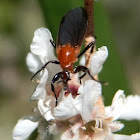garden maggot - female