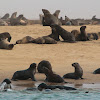 Cape fur seal - brown fur seal
